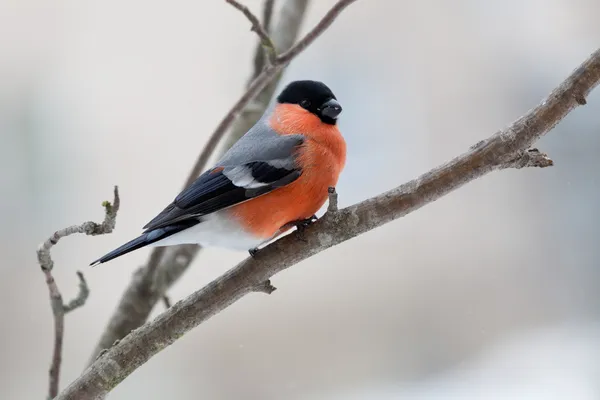 Bullfinch in winter day — Stock Photo, Image