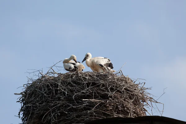 Bocian biały baby ptaki w gniazdo — Zdjęcie stockowe