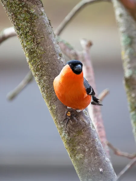 겨울 날에 멋쟁이 새의 일종 — 스톡 사진