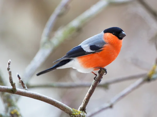 Bullfinch in winter day — Stock Photo, Image