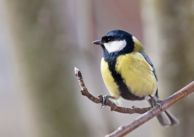 büyük baştankara - parus büyük