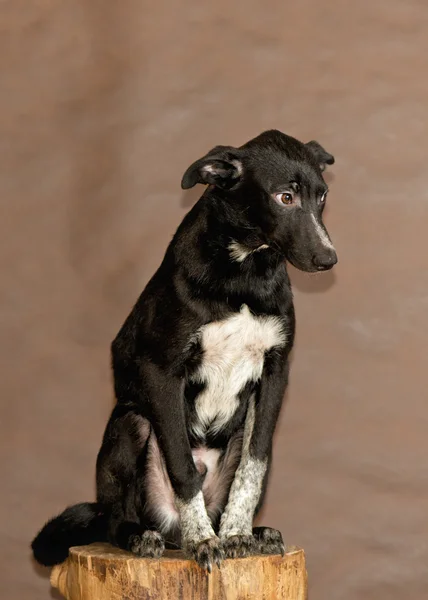 Hemlösa hunden kastas av människor — Stockfoto