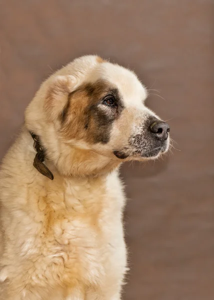 El perro sin hogar arrojado por la gente — Foto de Stock