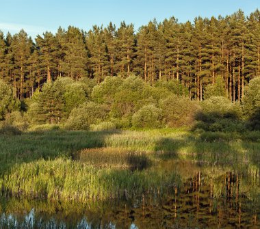 blauwe lucht, groene hout, lake en weide