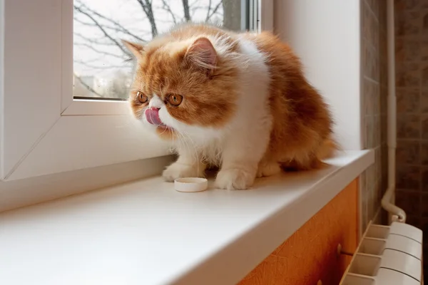 Casa Gatinho persa de cor vermelha e branca — Fotografia de Stock