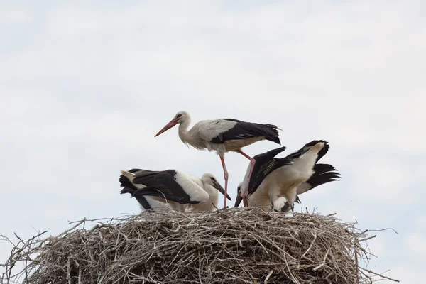 Cigogne blanche bébés oiseaux dans un nid — Photo