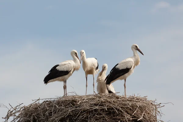 Cigogne blanche bébés oiseaux dans un nid — Photo