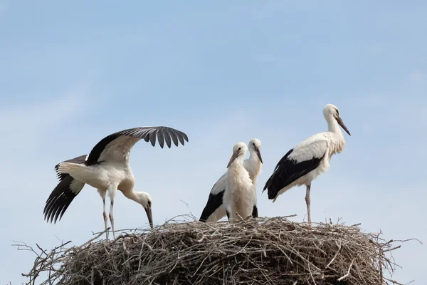 Cigüeña blanca bebé pájaros en un nido —  Fotos de Stock