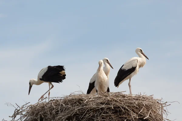 White stork baby birds in a nest — Stock Photo, Image