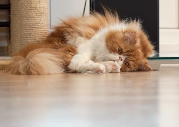 Huis Perzisch kitten van rode en witte kleur — Stockfoto