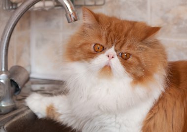 bir namlu üzerinde Su damlacıkları ile kırmızı kedi