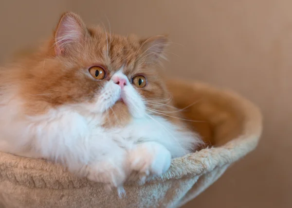 Casa gattino persiano di colore rosso e bianco — Foto Stock