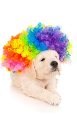 bir av köpeği yavrusu portresi