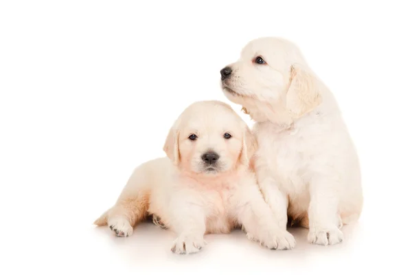 Two puppies golden retriever — Stock Photo, Image