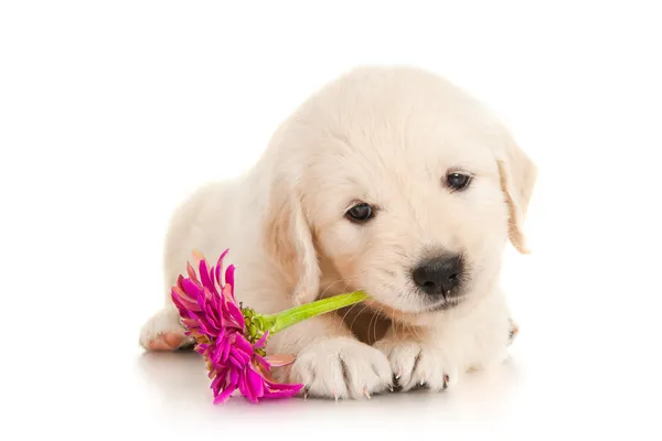 Golden retriever valp med blomma — Stockfoto