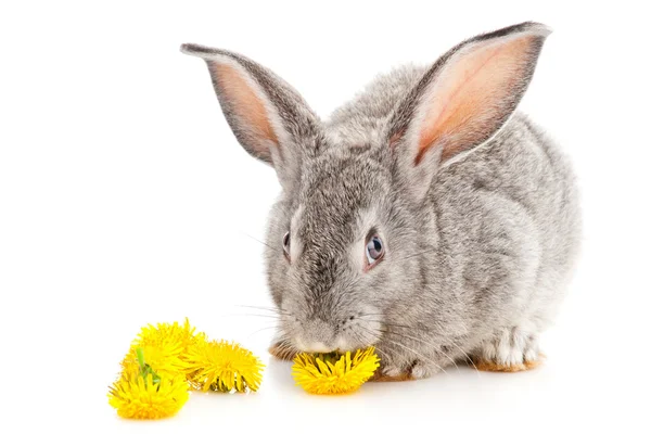 Conejo gris comiendo diente de león — Foto de Stock