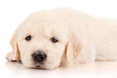 Golden Retriever Yavrusu