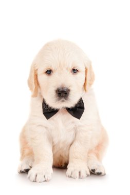 Golden retriever yavru bir kravat