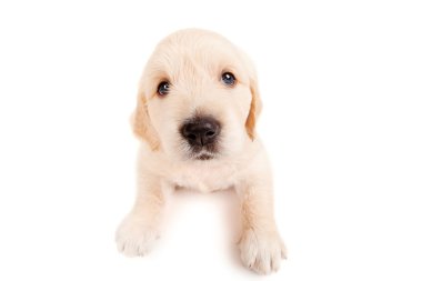 komik golden retriever yavru