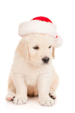 Noel Baba şapkalı bir av köpeği yavrusu
