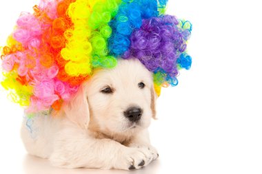 av köpeği yavrusu renkli peruk içinde