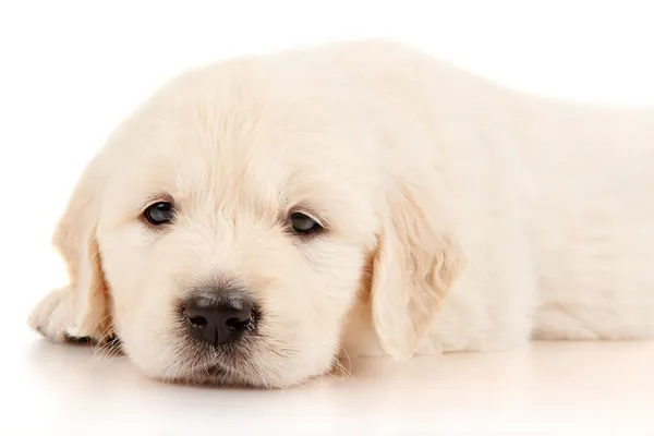 Golden retriever puppy — Stock Photo, Image