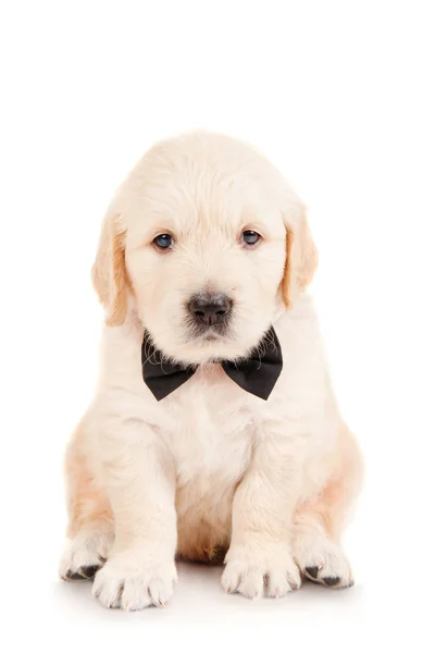 Zlatý retrívr štěně v kravatě — Stock fotografie