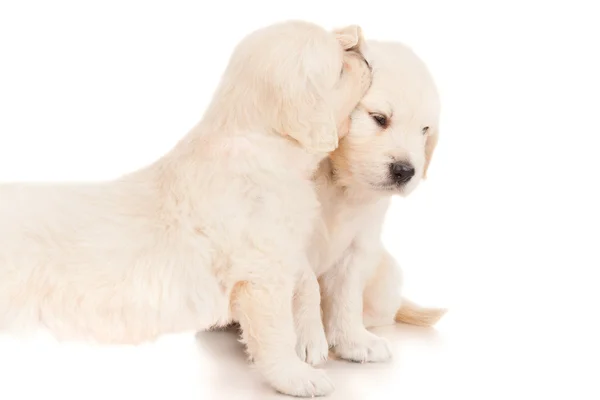 Deux chiots golden retriever — Photo