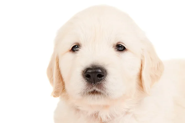 Golden retriever puppy — Stock Photo, Image