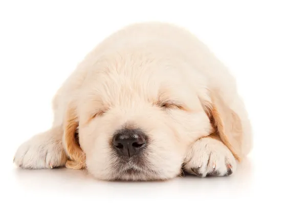 Sleeping puppy retriever — Stock Photo, Image