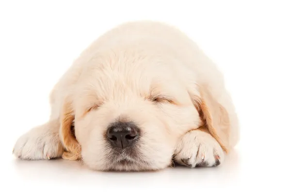 Durmiendo cachorro retriever — Foto de Stock