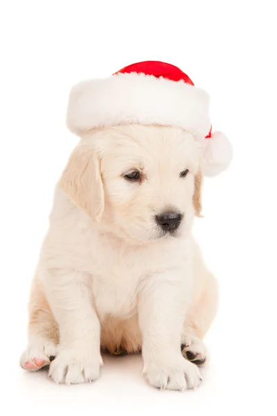 Retriever puppy in a Santa Claus hat — Stock Photo, Image