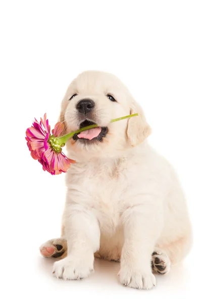 Golden retriever cachorro con flor — Foto de Stock