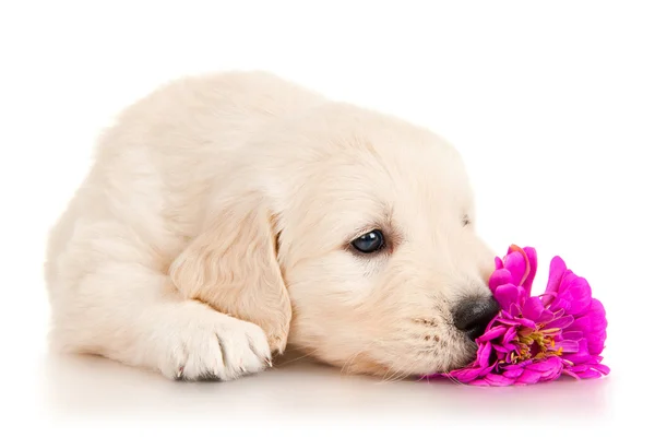 Golden retriever cachorro con flor — Foto de Stock