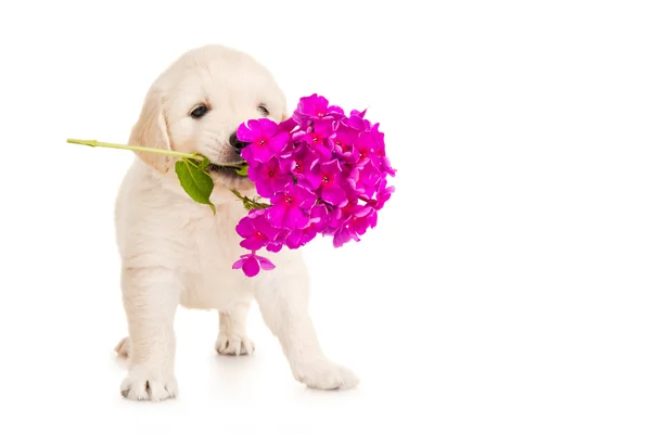 Golden retriever valp med blomma — Stockfoto