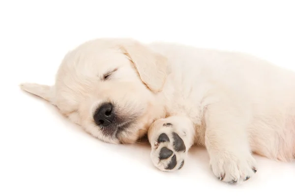 Nukkuva koiranpentu noutaja — kuvapankkivalokuva