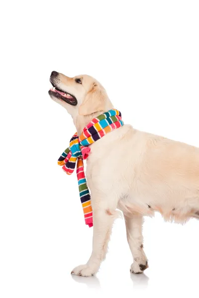 Gouden retriever zitten met een sjaal — Stockfoto