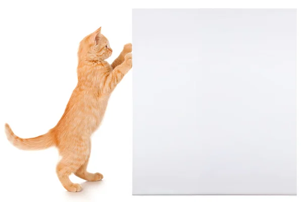 Ginger kitten with a sheet of paper — Stock Photo, Image