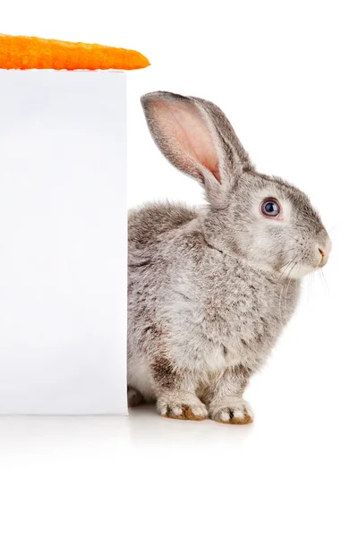 Серый кролик с морковью — стоковое фото