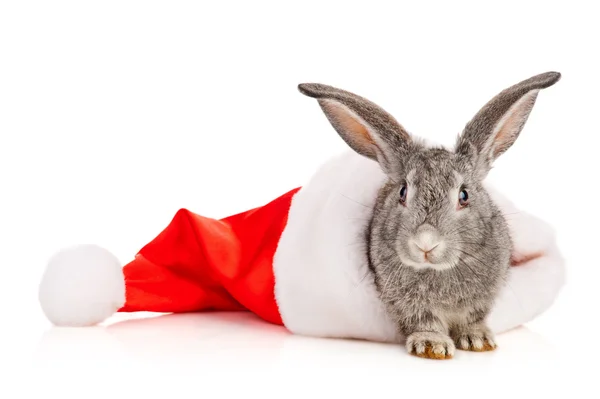 灰兔在圣诞老人帽子 — 图库照片