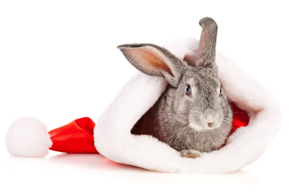 Gray rabbit in a Santas hat — Stock Photo, Image