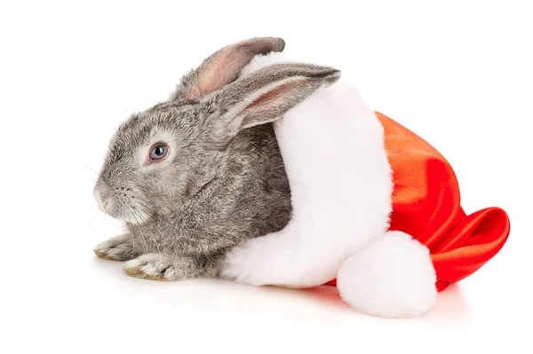 Coelho cinzento com chapéu de Pai Natal — Fotografia de Stock