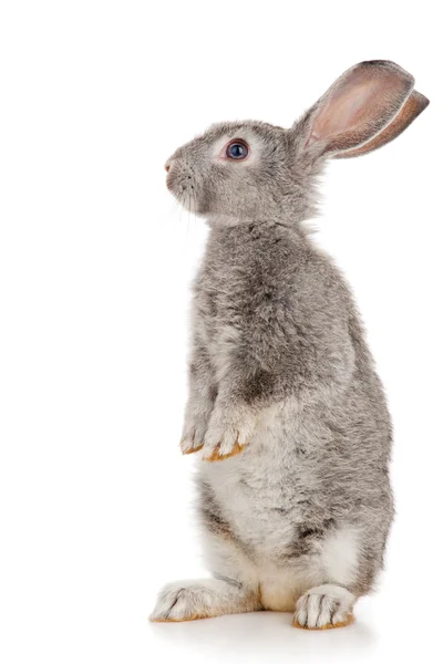 Conejo gris Fotos de stock