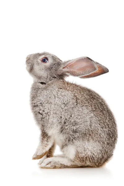 Conejo gris Imagen de archivo