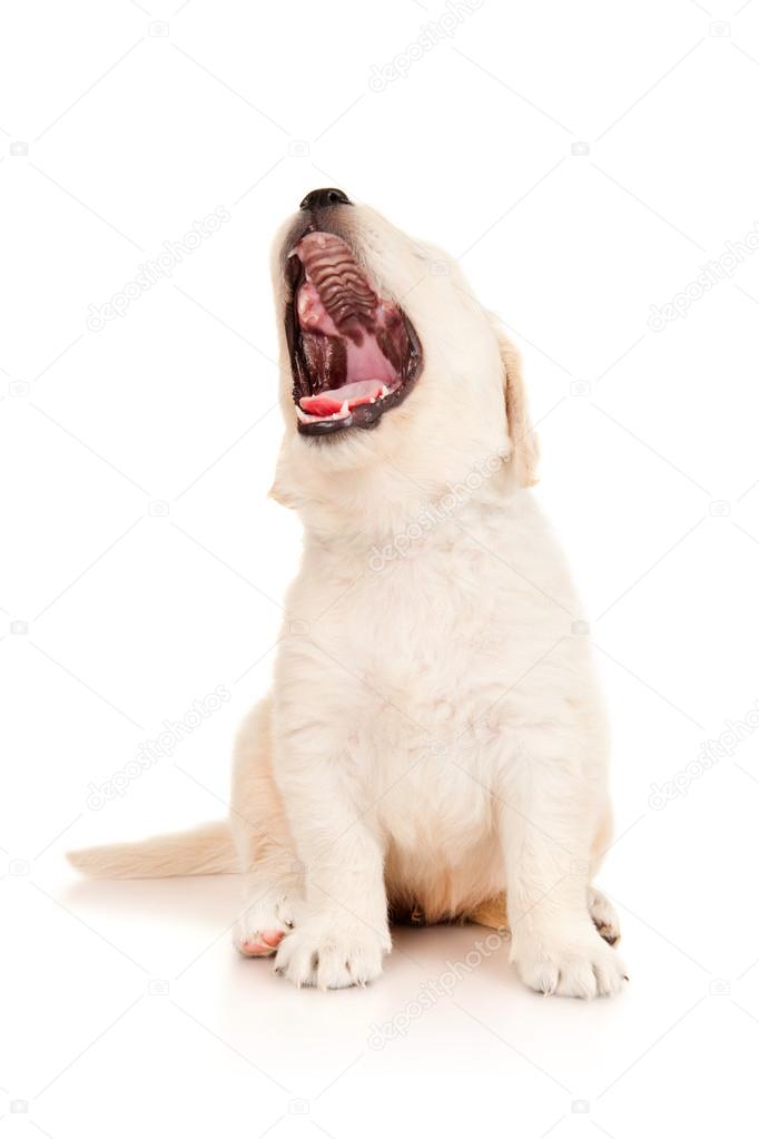 Golden Retriever Puppy Yawns Stock Photo C Chirtsova 25057107