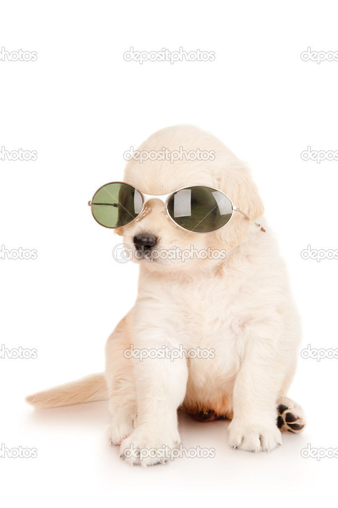Golden retriever puppy with glasses