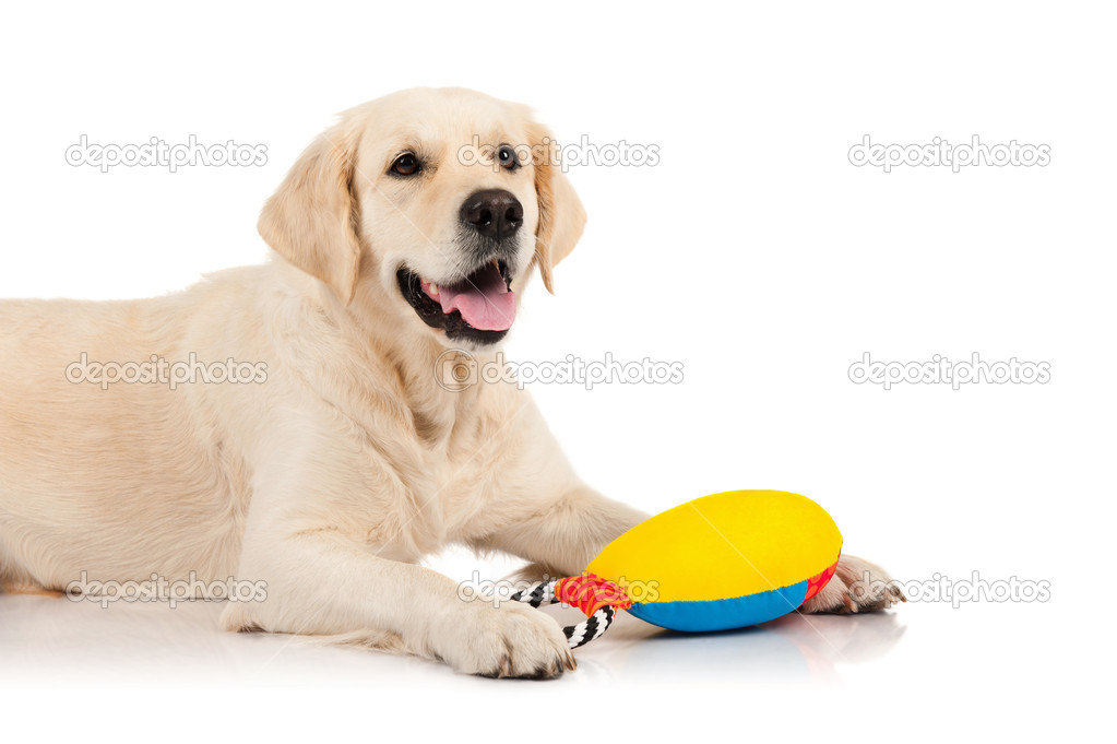 Golden Retriever with a toy