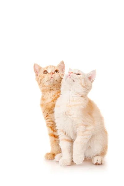 Two kittens looking up — Stock Photo, Image