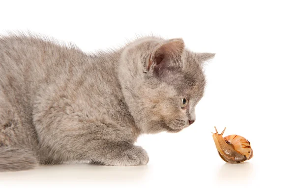 Kattunge med en snigel — Stockfoto