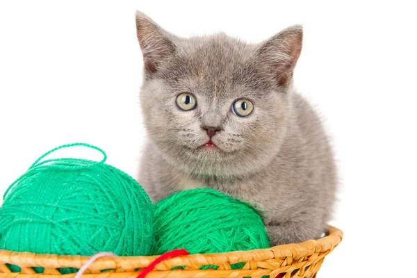 Brittiska kattunge med en boll av garn — Stockfoto